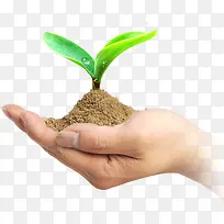 土壤发芽植物手掌