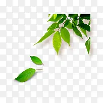 绿色的植物造型树叶