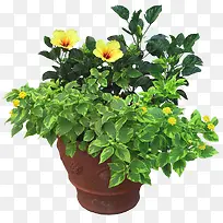 植物小黄花花朵