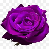 紫色玫瑰花艺术背景