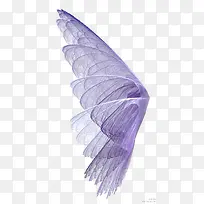 紫色透明翅膀