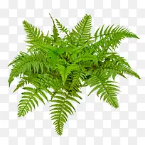 草