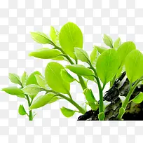 高清摄影绿色小植物
