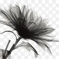 有质感的黑色花朵