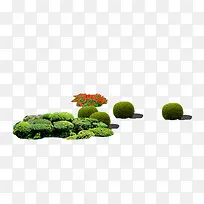 植物
