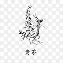 黄芩