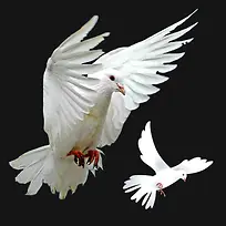 和平  和平鸽