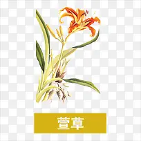 萱草