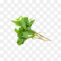 草药 药 植物  中药