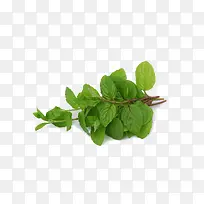 草药 药 植物  中药