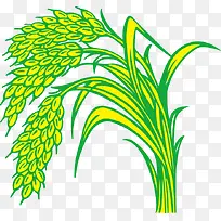 稻谷 稻米 稻穗 禾稻 大米