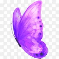 紫色漂亮高清蝴蝶贺卡