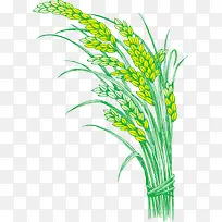 稻谷 稻米 稻穗 禾稻 大米