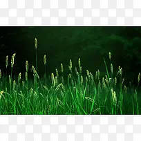狗尾巴草绿色自然植物