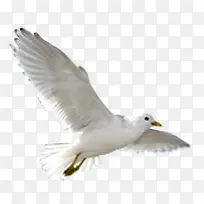 白色飞舞翱翔白鸽