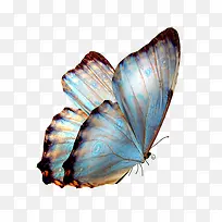蝴蝶，彩色，昆虫，活力