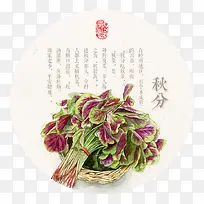 节气之秋分