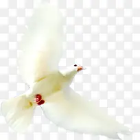 白色春天翱翔白鸽