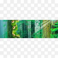 梦幻树林背景