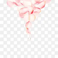 白色花瓣化妆品用