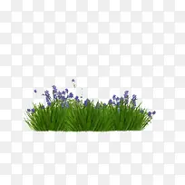 绿草紫花