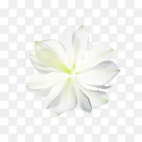 白绿色花朵
