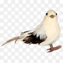 白色鸟白色小鸟