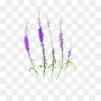 紫色手绘薰衣草