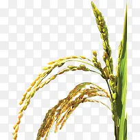 水稻 植物 丰收