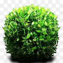 树丛