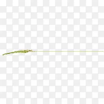 狗尾巴草