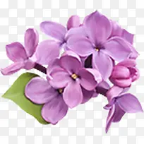 紫花