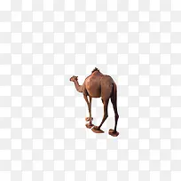 卡通独行的骆驼