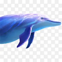 海豚蓝色海豚游动的海豚