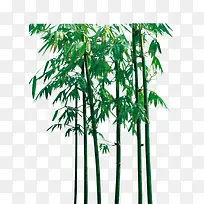 绿色笔直竹林绿叶