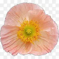 淡粉色花朵元素