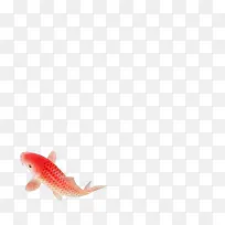 红色鲤鱼淡水鱼