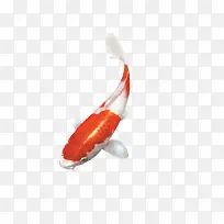 鲤鱼红色鱼