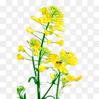 黄色卡通油菜花植物