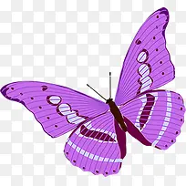 紫色蝴蝶创意广告设计