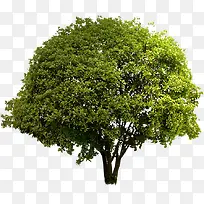 春天黄色景观植物树林