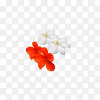 天竺葵花