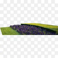 紫色草地唯美植物