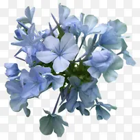 水墨几朵蓝花植物素材