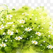 彩绘野菊