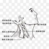 颈部淋巴 穴位图 穴位 颈部