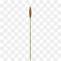 芦苇