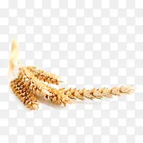 秋天的成熟小麦