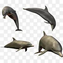 不同形态海洋馆的海豚
