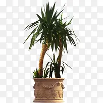 手绘绿色常青植物